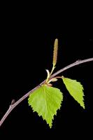 Bouleau (Betula pendula) - Fleurs femelles 